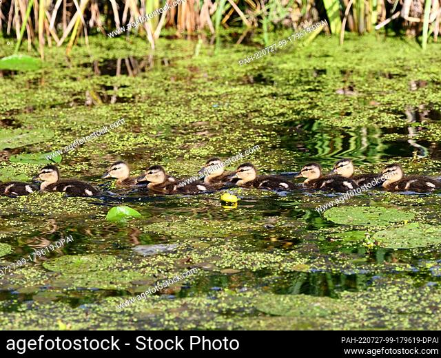 22 June 2022, Brandenburg, Trebbin: 22.06.2022, Berlin. Small mallards (Anas platyrhynchos) swim between duckweed and water lilies on the Pfefferfliess