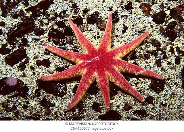 Purple Sun Star (Solaster endeca). Norway
