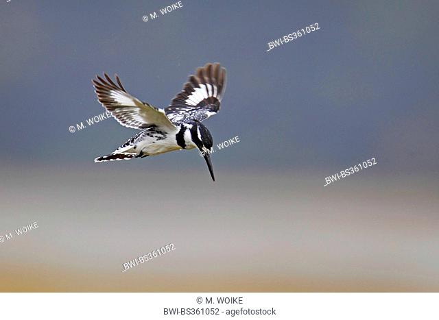 lesser pied kingfisher (Ceryle rudis), hoverin, South Africa, Krueger National Park