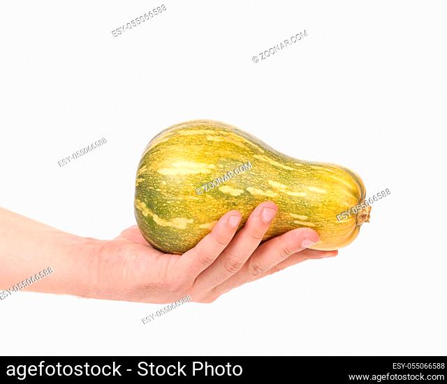 Fresh pumpkin in hand. Isolated on a white background