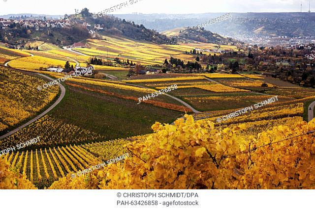 Small roads lead through the autumnal coloured vineyards around Kappelberg hill near Fellbach and Stuttgart, Germany, 09 November 2015