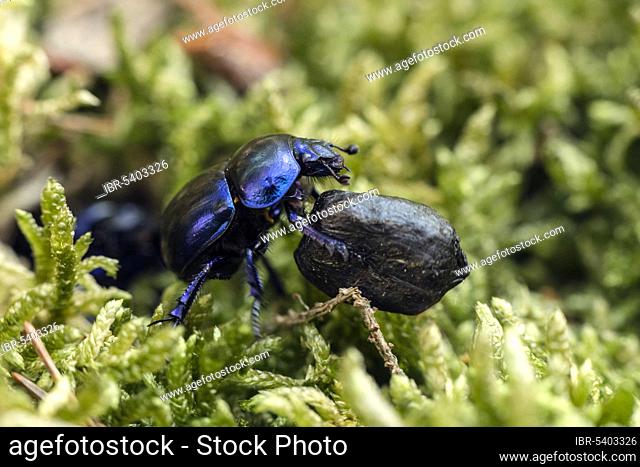 Dung beetle (Anoplotrupes stercorosus) rolling dung, Mecklenburg, Germany, Europe