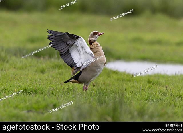 Egyptian Goose (Alopochen aegyptiacus) introduced species, adult, flapping wings, standing on marsh, Suffolk, England, United Kingdom, Europe