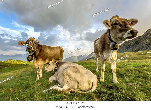 The rainbow frames the cows grazing in the green pastures of Campagneda Alp Valmalenco Valtellina Lombardy Italy Europe