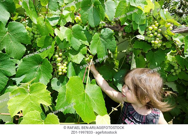 A little girl eats green grapes in a wine Vineyard in the Spring