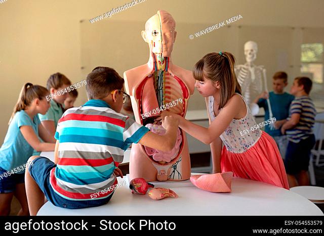 Side view of a Caucasian elementary school boy and girl working with a human anatomy model during a biology lesson, with their classmates working in the...