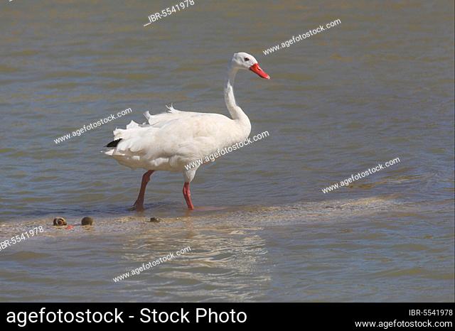 Coscoroba swan (Coscoroba coscoroba) adult, walking on sandbank in river, Buenos Aires province, Argentina, South America