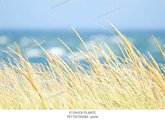 Tall grass with sea in background