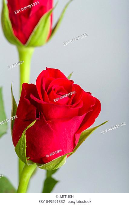 bouquet fresh red roses bud on grey background