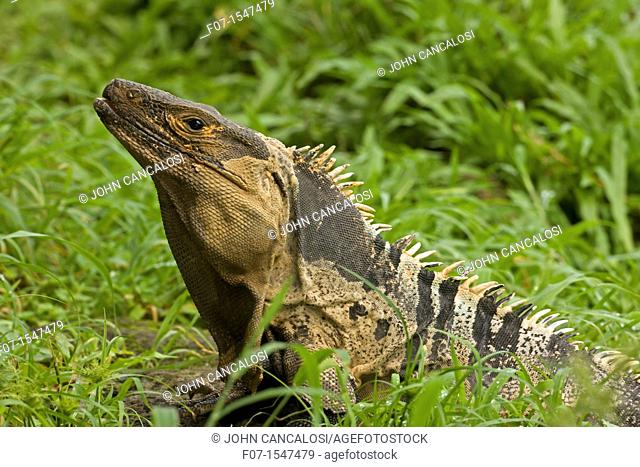 Spiny-tailed Iguana Ctenosaura similis. Costa Rica, tropical dry forest. Santa Rosa National Park