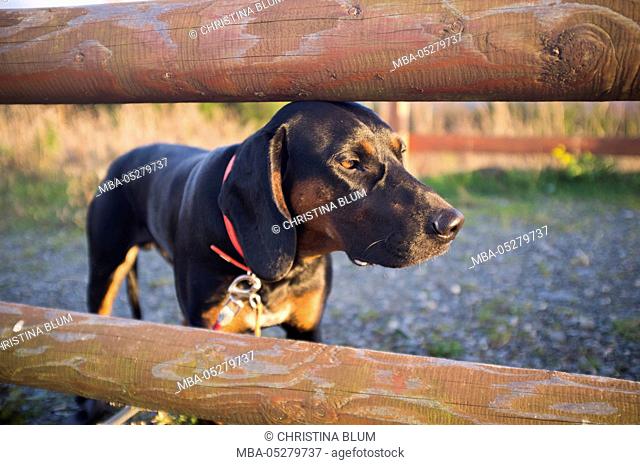 Polish Hound at wooden fence, evening light