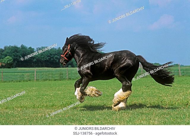 Shire Horse - galloping on meadow