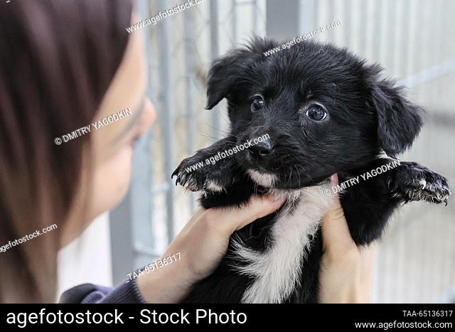 RUSSIA, DONETSK - NOVEMBER 24, 2023: A volunteer holds a puppy at an animal shelter. Dmitry Yagodkin/TASS