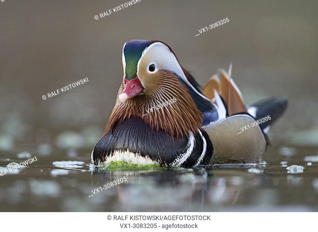 Mandarin Duck ( Aix galericulata ), colourful drake in breeding dress, swimming, close, detailed frontal side view, wildlife, Europe