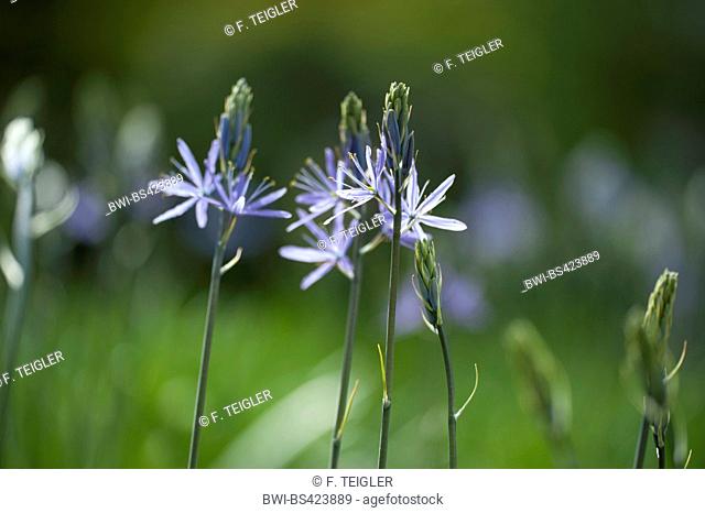 great camass (Camassia leichtlinii), blooming
