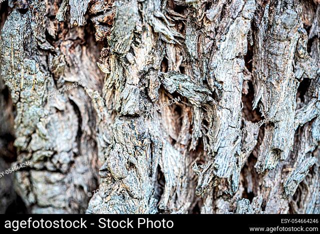 Closeup detail texture and pattern of rough wood surface, Black and white old tree bark abstract for nature background