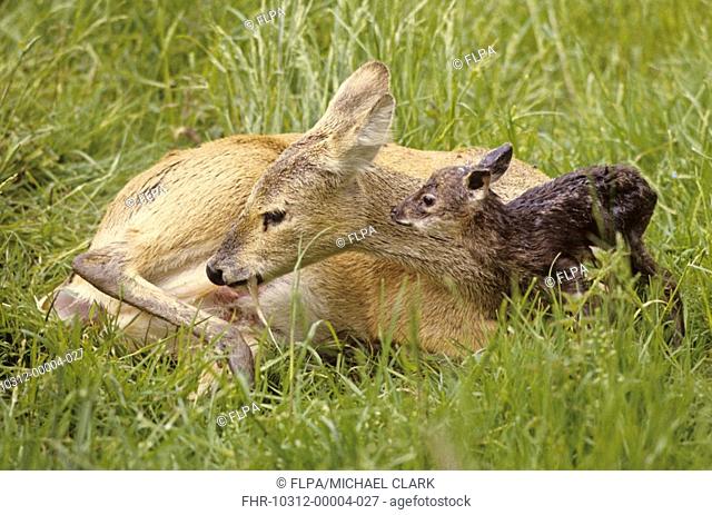 Chinese Water Deer Hydropotes inermis adult female, feeding on afterbirth, with newborn fawn, England
