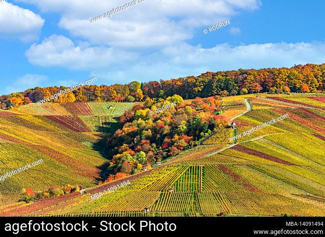 germany, baden-wuerttemberg, kernen-stetten in the remstal, colorfully colored vine leaves in the vineyards of the wine village of stetten on the württemberg...