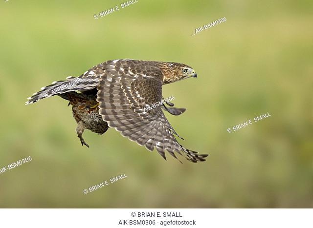 Immature Cooper's Hawk (Accipiter cooperii) in flight over Chambers County, Texas, USA. Seen from the side, in flight carrying a prey in it’s talons