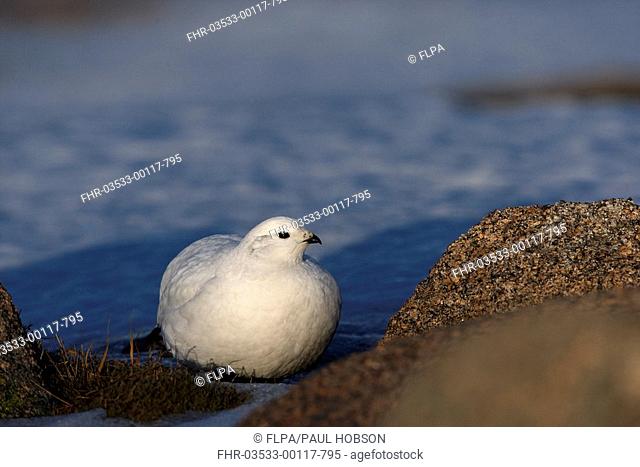 Rock Ptarmigan Lagopus mutus adult female, winter plumage, sitting on snow, Cairngorms, Highlands, Scotland
