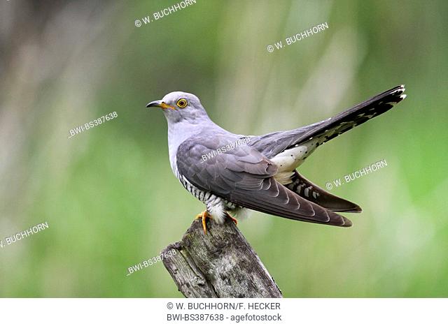 Eurasian cuckoo (Cuculus canorus), sitting on a wooden post, Germany