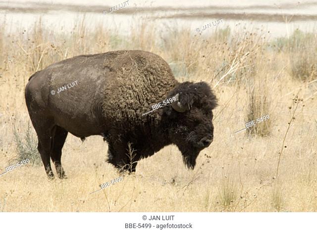 American Bison (Bison bison) standing in dry grass
