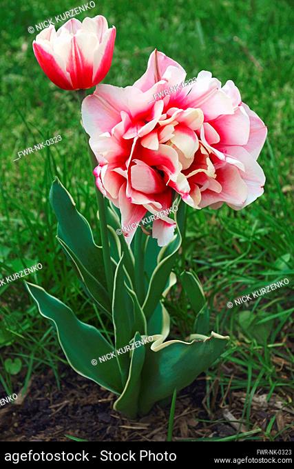 Tulip, Tulipa x gesneriana, also known as Didier's Tulip and Garden Tulip, Close up of pink coloured flowers growing outdoor