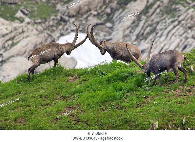 Alpine ibex (Capra ibex, Capra ibex ibex), two ibexes holding a ranking fight in mountain scenery, Switzerland, Alpstein, Saentis