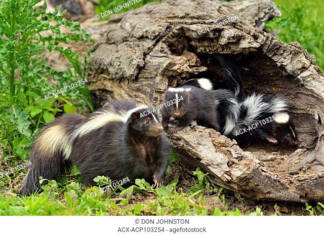 Striped Skunk (Mephitis mephitis) Mother interacting with young, captive raised, Minnesota wildlife Connection, Sandstone, Minnesota, USA