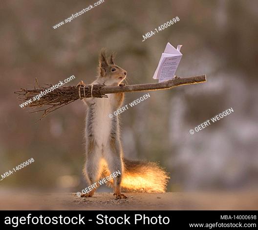 red squirrel is standing with a broom and a book