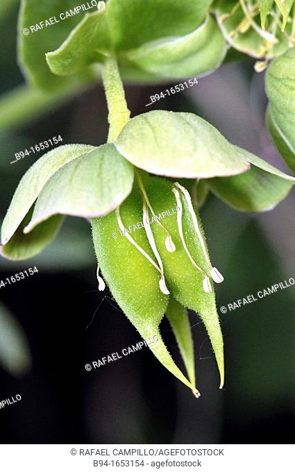 Stinking hellebore or Dungwort (Helleborus foetidus, fam. Ranunculaceae). Osseja, Pyrenees-Orientales, Languedoc-Roussillon, France