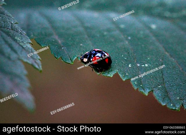 A small ladybug in black with red spots on a leaf