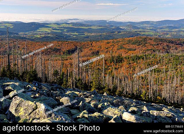 Lusen, 1373 meters, sea of granite blocks, with dead and new forest, evening, October, Bavarian Forest National Park, Bavaria, Germany, Europe