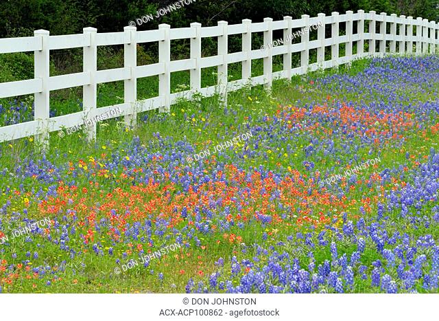 Roadside wildflowers and fenceline, Burnet County, Texas, USA