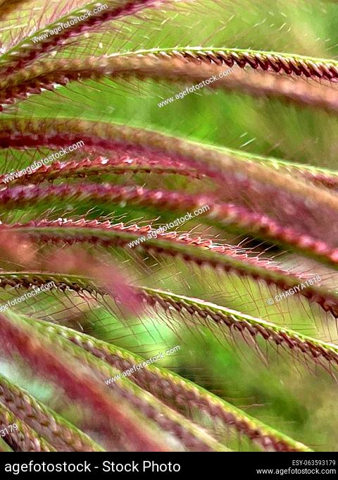 Close up of pennisetum setaceum grass flower with blurred background. Shallow depth of field for screen picture backgrounds, phone and dekstop wallpaper