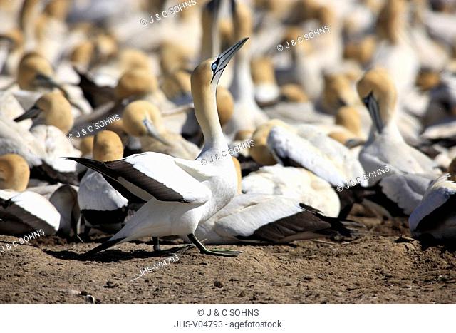Cape Gannet, Morus capensis, Lambert's Bay, South Africa, Africa, colony