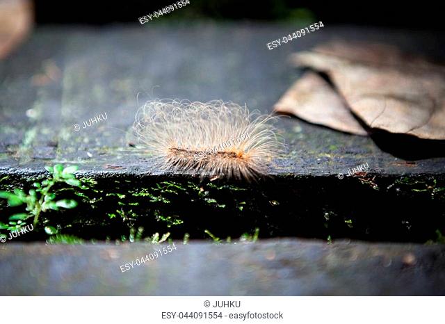 Caterpillar in Gunung Mulu national park Borneo Malaysia