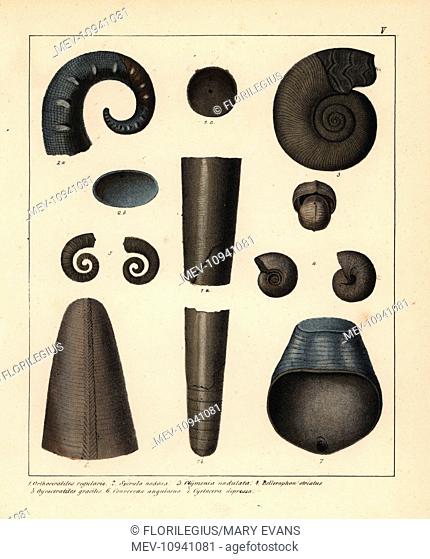 Fossils of extinct cephalopods and ammonoids. Handcolored lithograph from Dr. F.A. Schmidt's Petrefactenbuch, published in Stuttgart, Germany