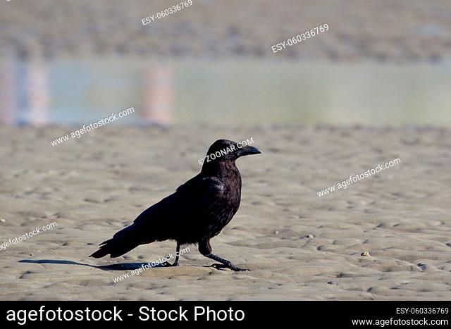 Rabenkrähe (Corvus corone) am Strand auf der Nordseeinsel Juist in Ostfriesland, Deutschland, Europa. Carrion crow (Corvus corone) on the beach on the north sea...