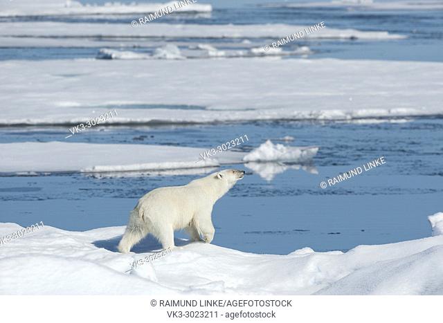 Polar Bear, Ursus maritimus, North East Greenland Coast, Greenland, Arctic