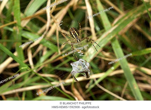 France, Araneae, Araneidae, Wasp spider (Argiope bruennichi), female swaddling its prey, a grasshopper