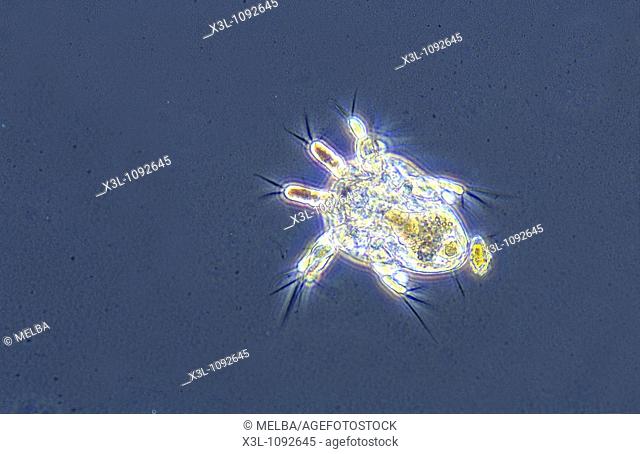 Nauplius larve Copepod crustacean Invertebrate Optic microscopy