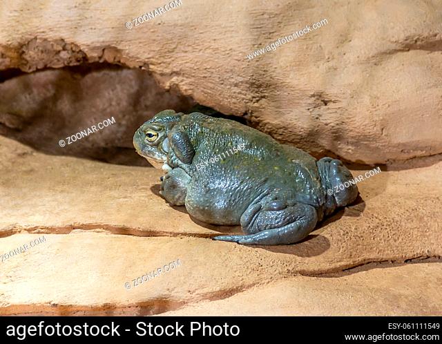 a Colorado River toad in stony ambiance
