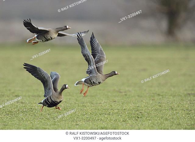 White-fronted Geese ( Anser albifrons ) taking off from a field of winter wheat, leaving their feeding ground, wildlife, Europe.