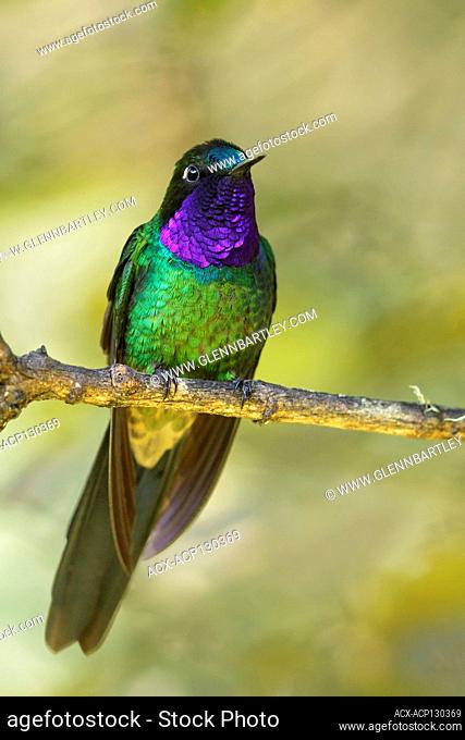 Purple-throated Sunangel (Heliangelus viola) perched on a branch in the South of Ecuador