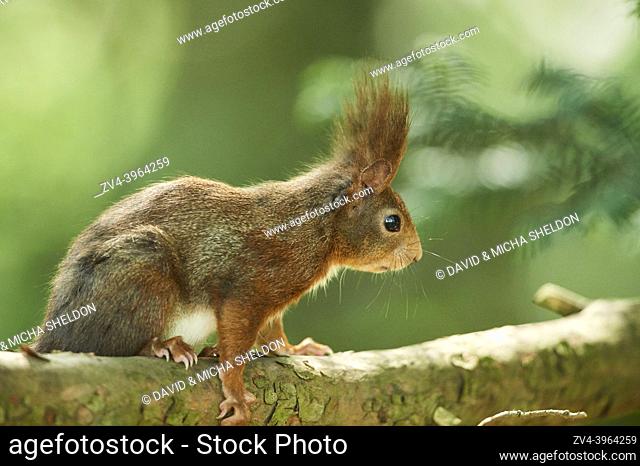 Red squirrel or Eurasian red squirrel (Sciurus vulgaris), wildlife, Frankonia, Bavaria, Germany