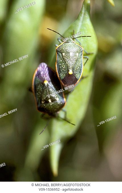 Green stink bug (Acrosternum hilare), Joshua Tree National Park, California, USA