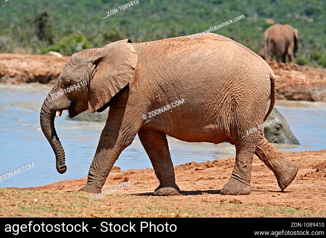 Gehender Elefant, Südafrika, Walking elephant, south africa