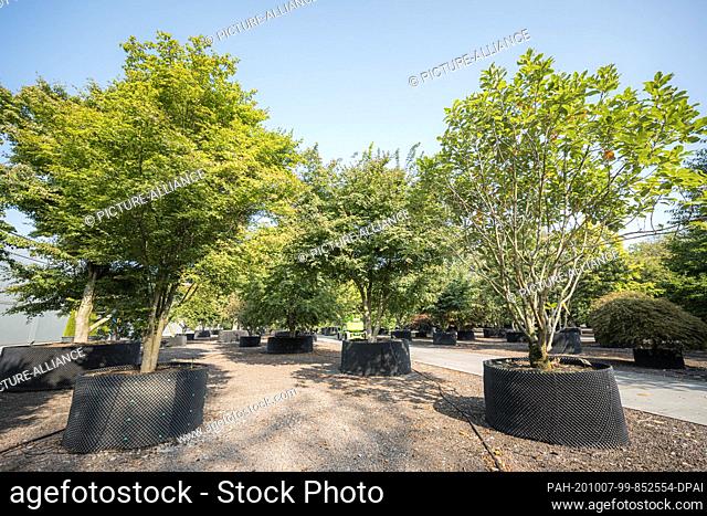 23 September 2020, Lower Saxony, Bad Zwischenahn: In the tree nursery ""Bruns-Pflanzen-Export GmbH & Co. KG"", solitary shrubs are cultivated in Air-Pots in...