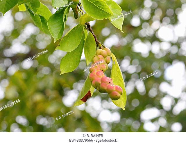 Kobus Magnolia (Magnolia kobus), immature fruit